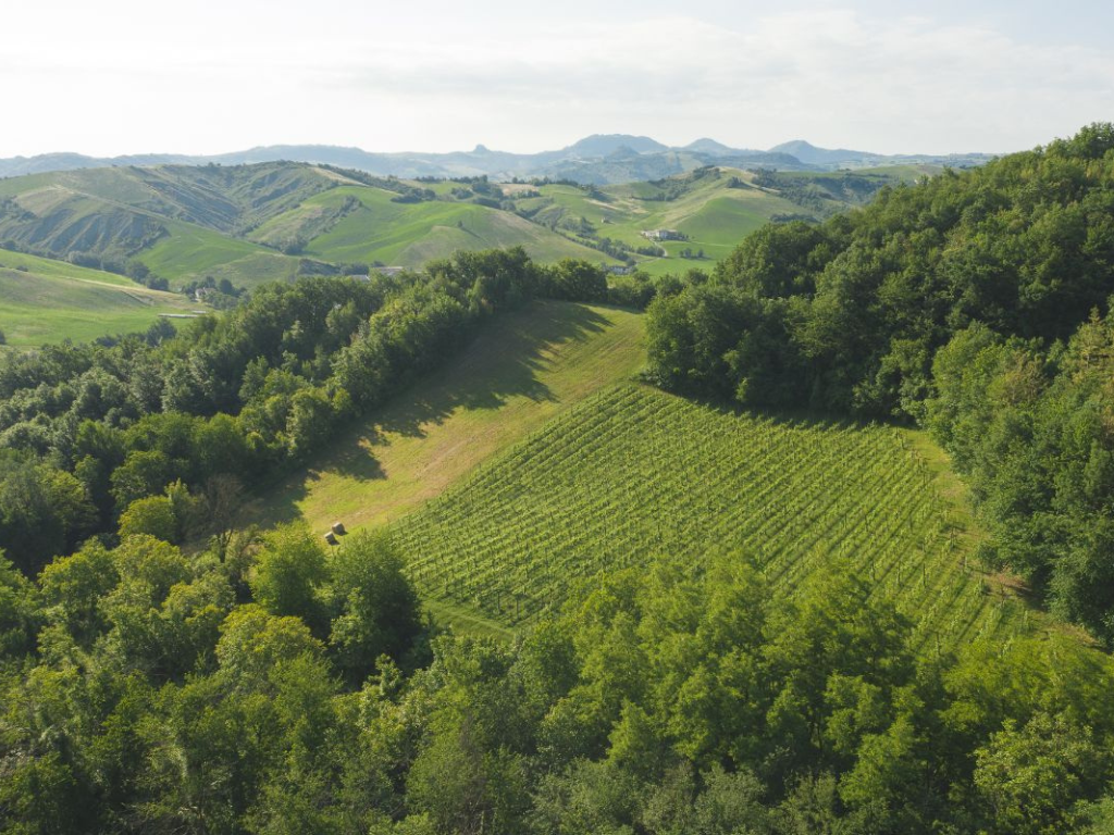 Oinoe Vini - Vigna dall'alto