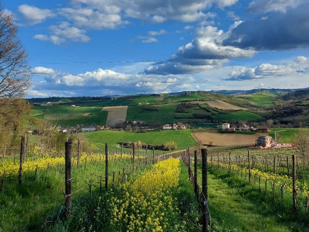 buonariva 1
