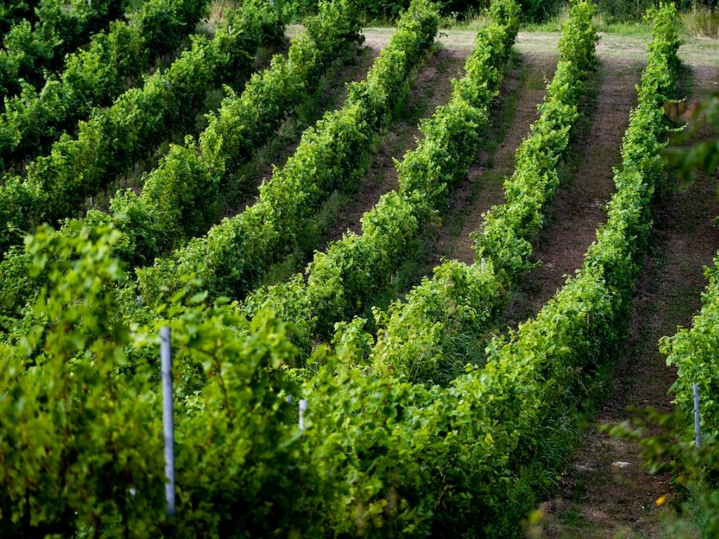 cantina della volta 2