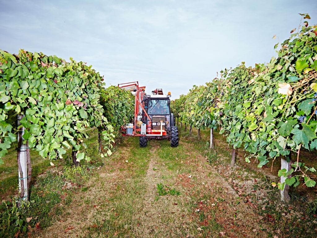 cantina paltrinieri 3