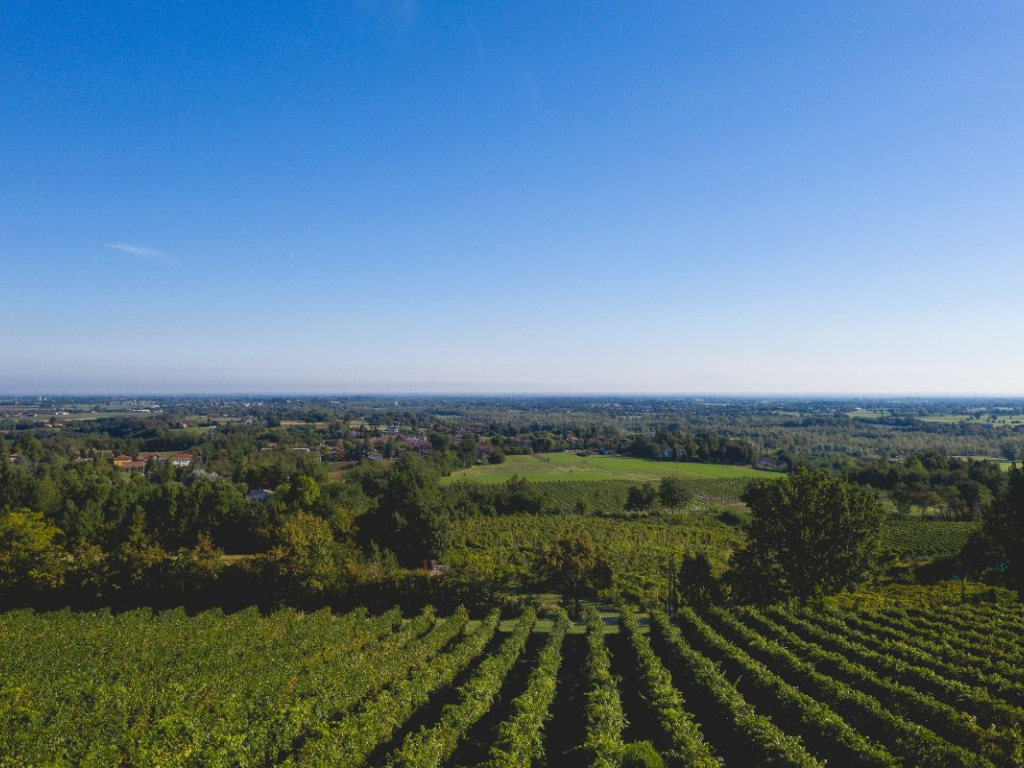 Oinoe Vini - Vista vigna dalla cantina