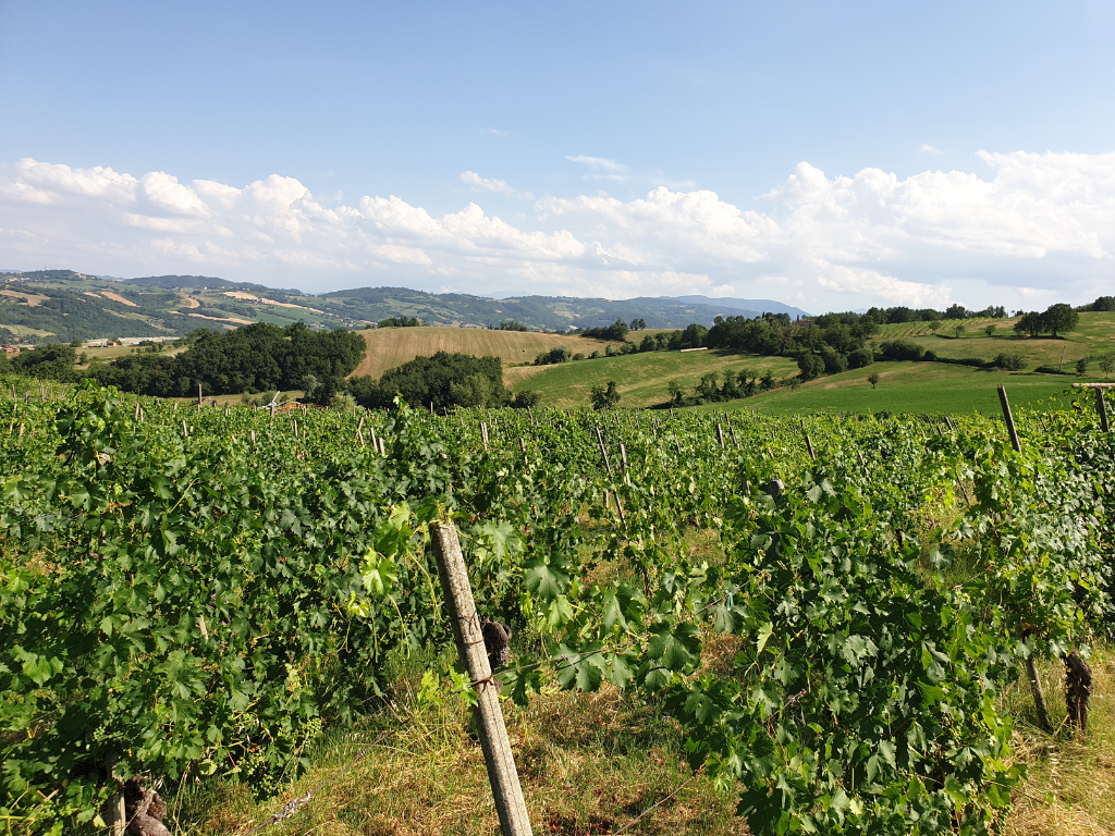 Vigna