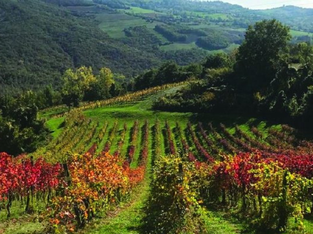 Cantina del frignano