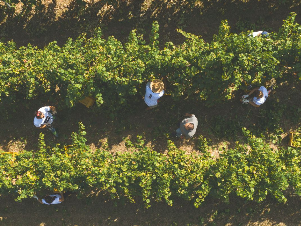 Oinoe Vini - Raccolta uva dall'alto