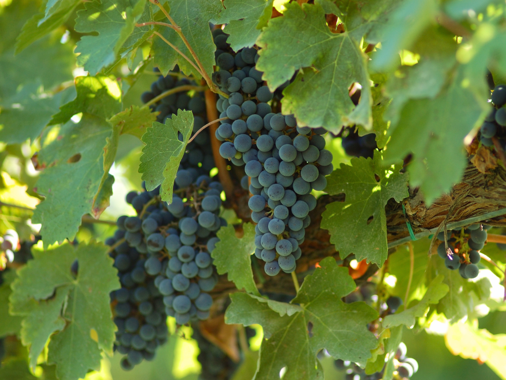 Lambrusco uve